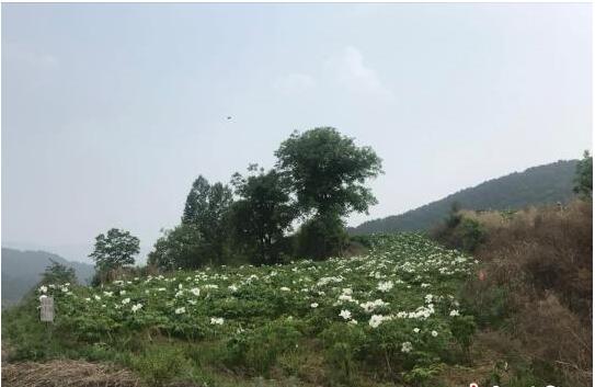 开在山西沁源县太岳山下的致富“黄金牡丹”