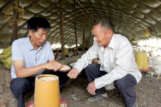 图为合作社负责人陈春正在指导社员正确使用饲料