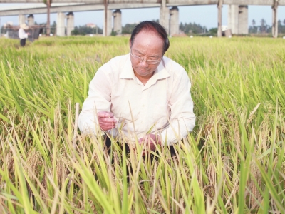 谢华安，水稻育种家，中国科学院院士